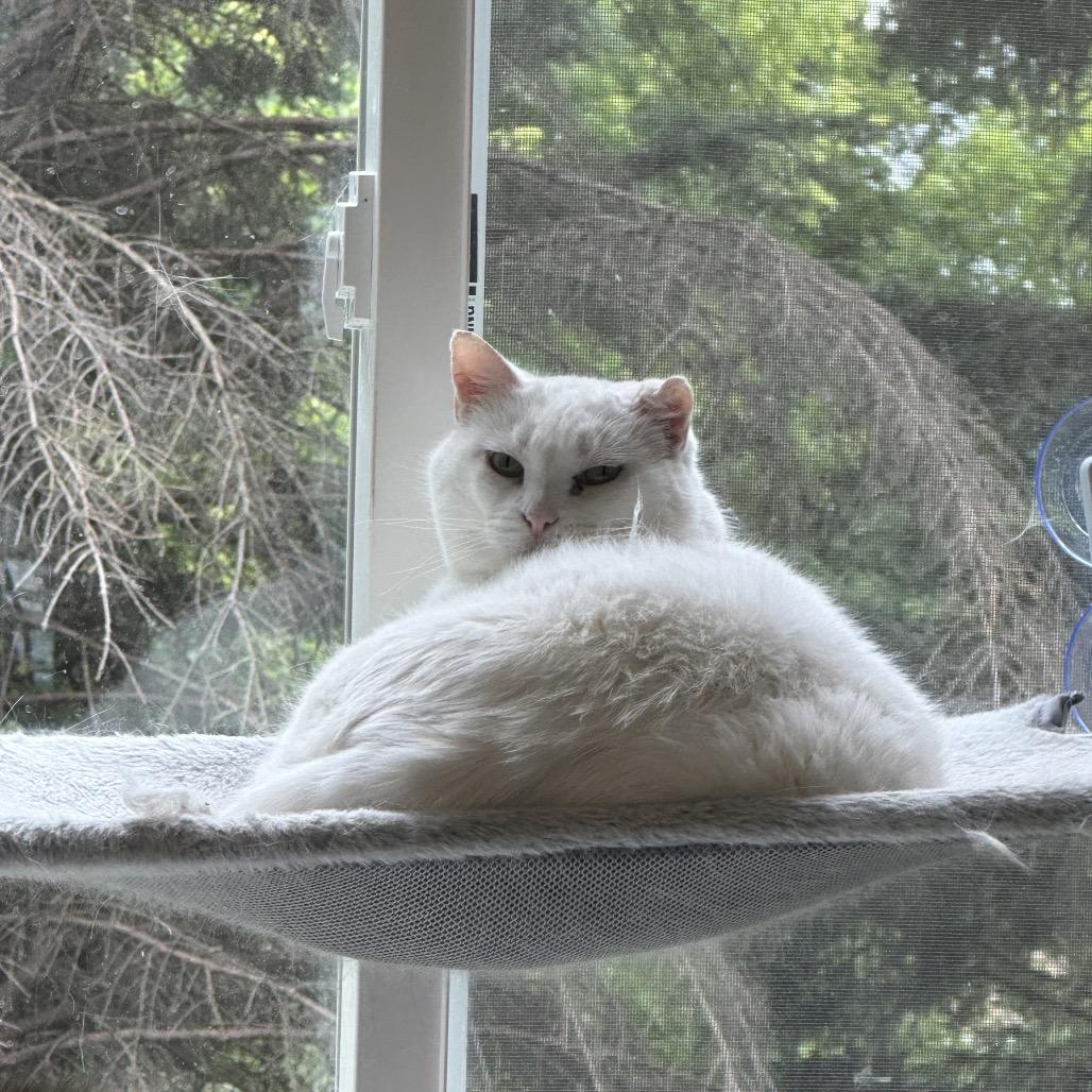 Snowbell — thumbnail 2