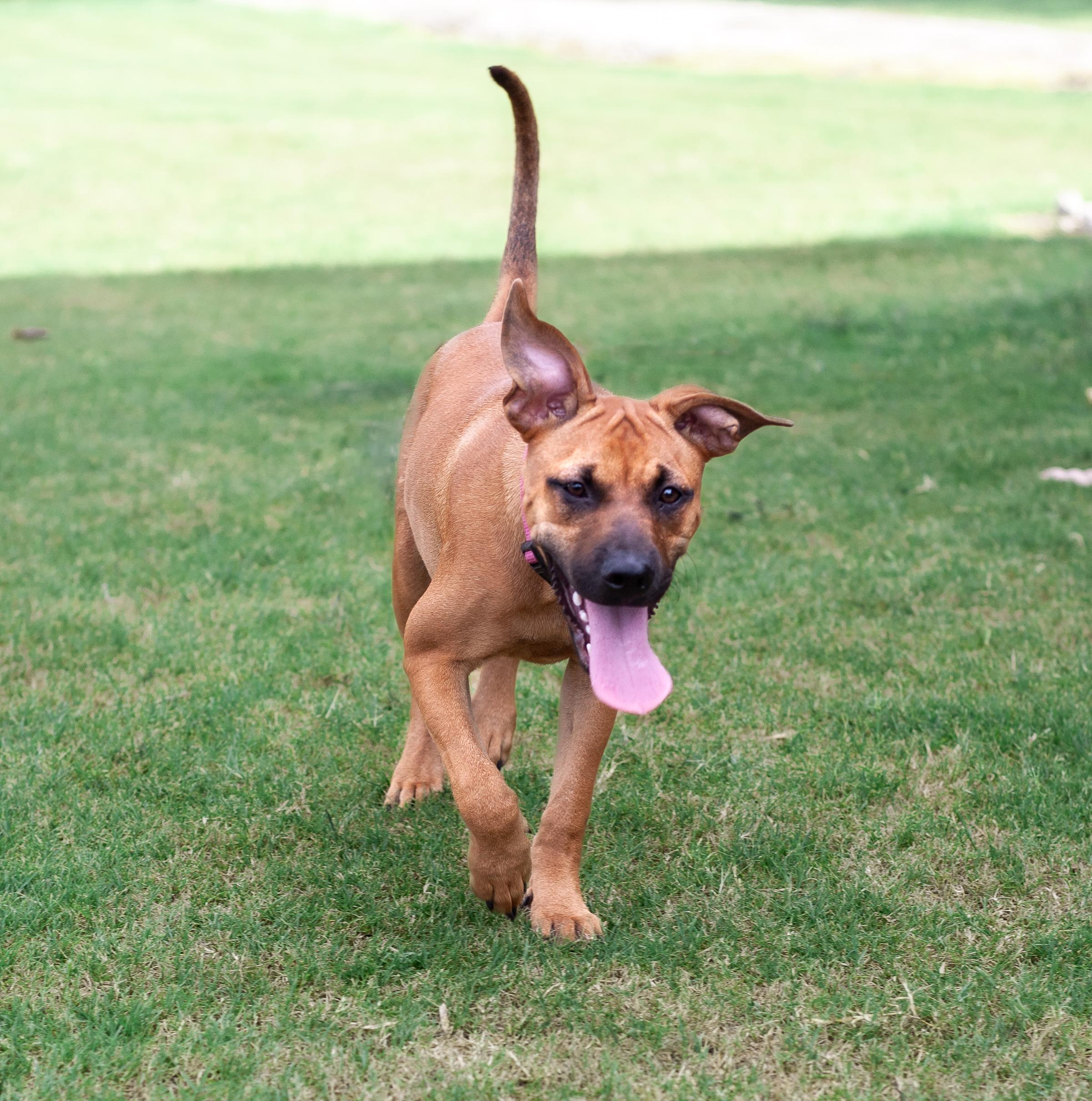 Enlarge Maple, a Adoptable mixed breed in Bryan, TX image 2/6