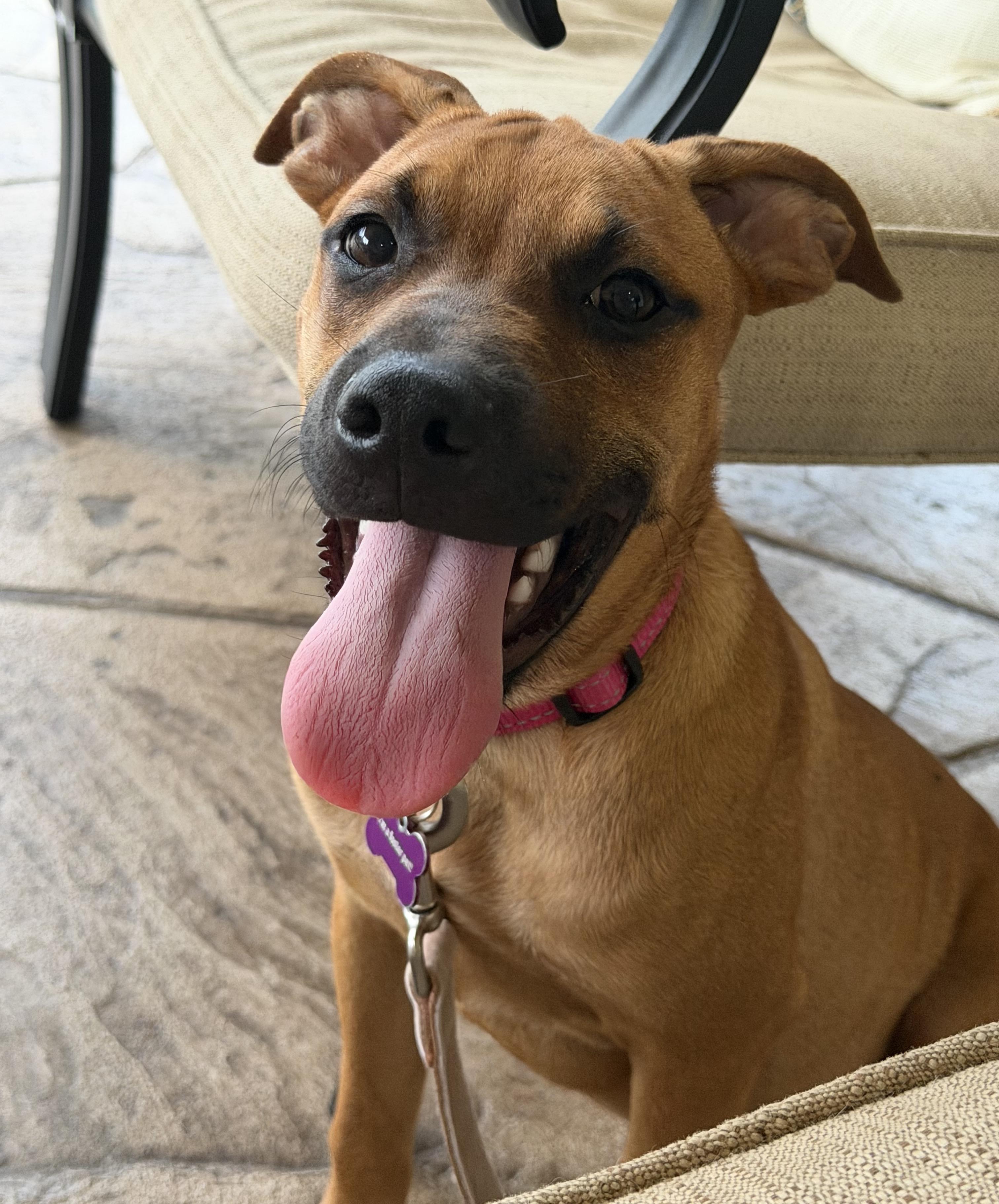 Enlarge Maple, a Adoptable mixed breed in Bryan, TX image 4/6