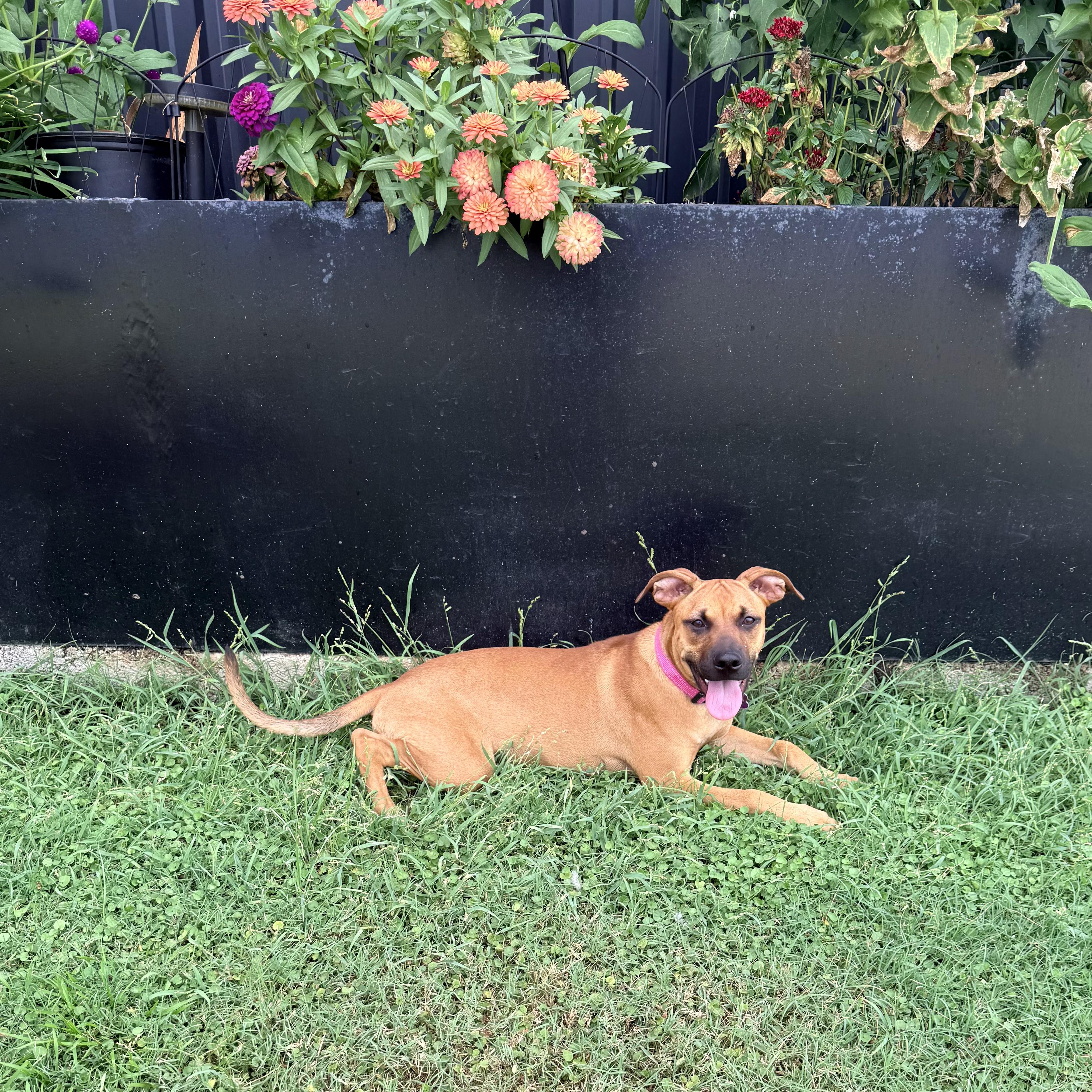 Enlarge Maple, a Adoptable mixed breed in Bryan, TX image 6/6