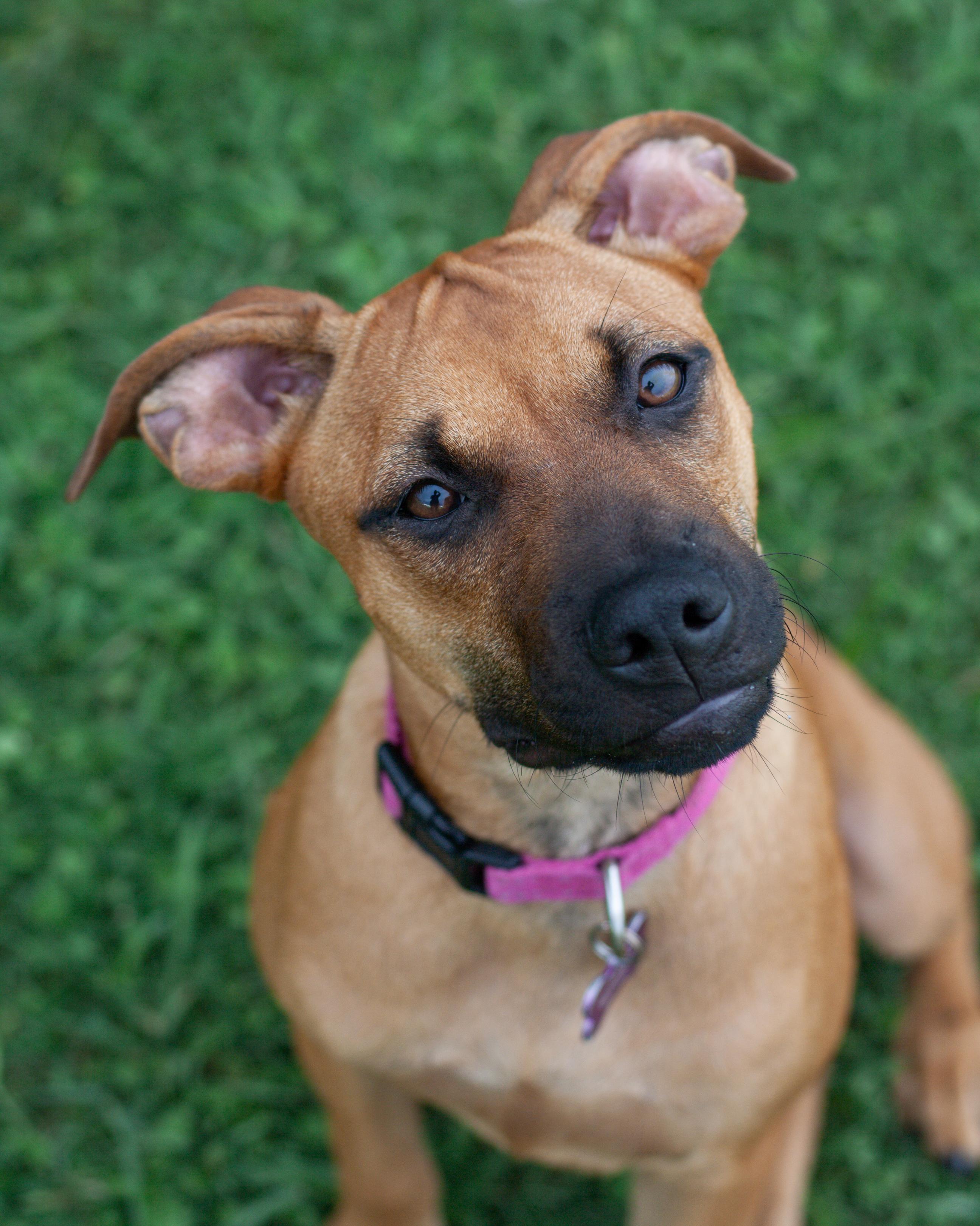 Enlarge Maple, a Adoptable mixed breed in Bryan, TX image 1/6