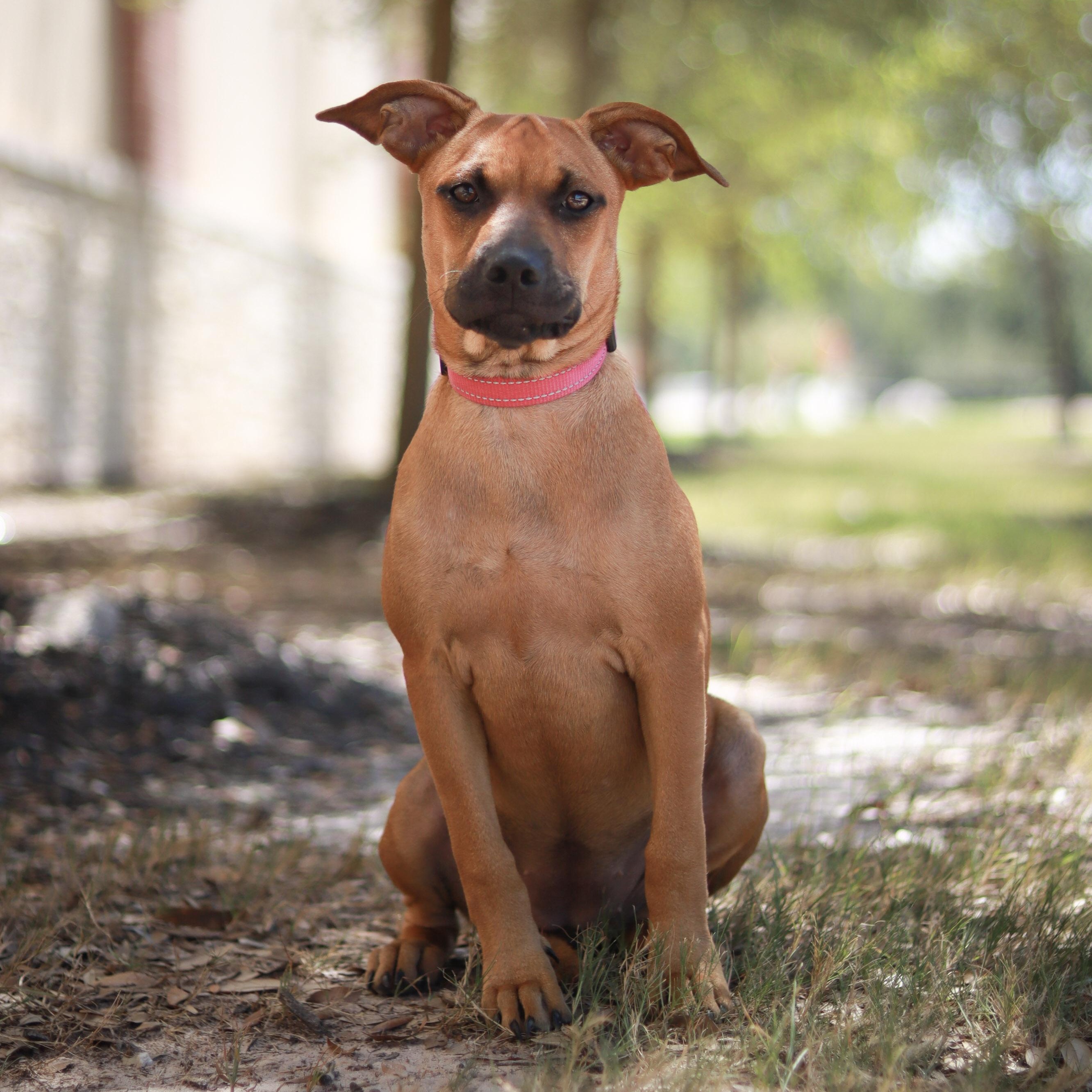 Enlarge Maple, a Adoptable mixed breed in Bryan, TX image 3/6