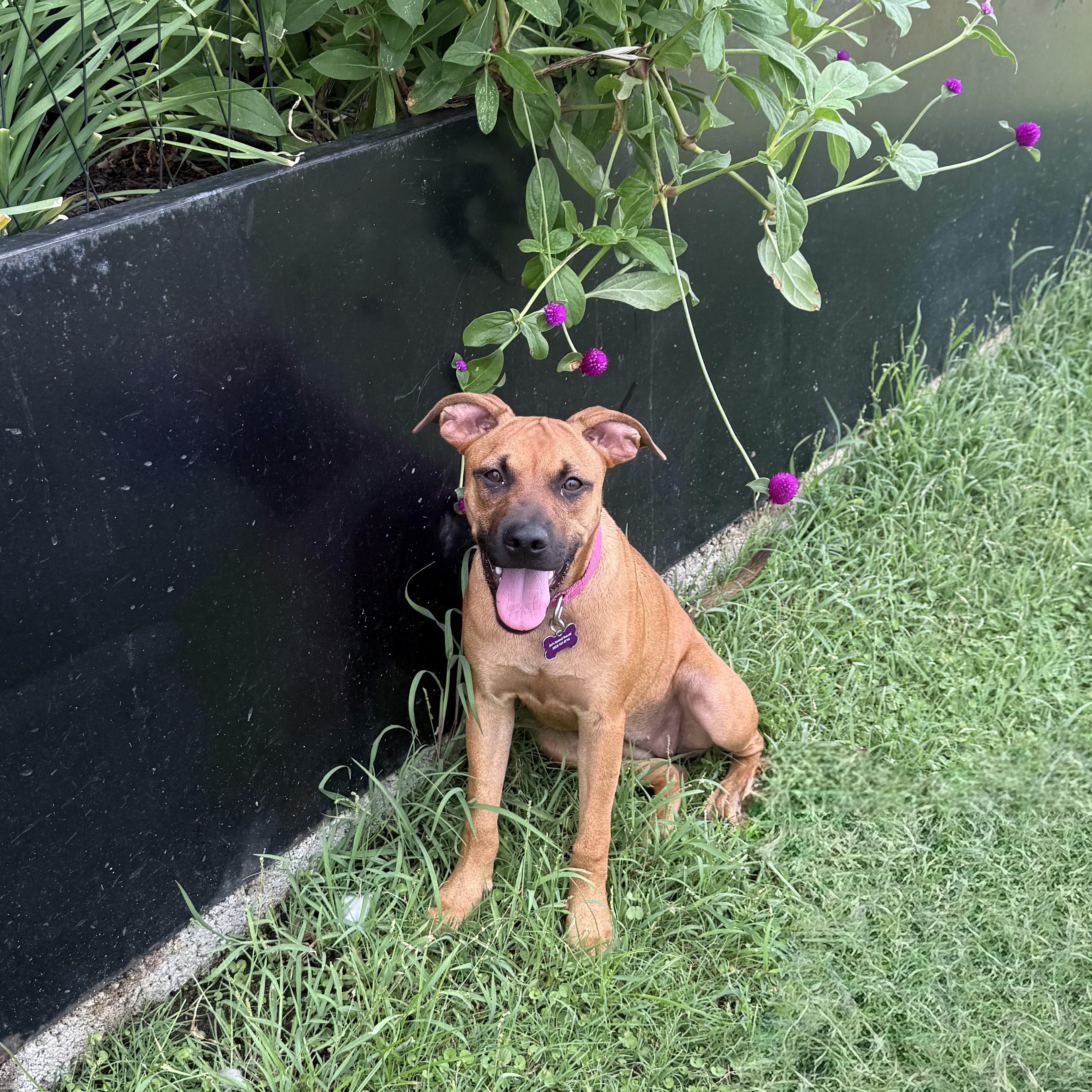 Enlarge Maple, a Adoptable mixed breed in Bryan, TX image 5/6