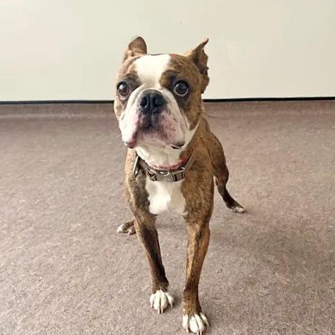 Mr. Buttons, Adoptable, Adult Male French Bulldog.