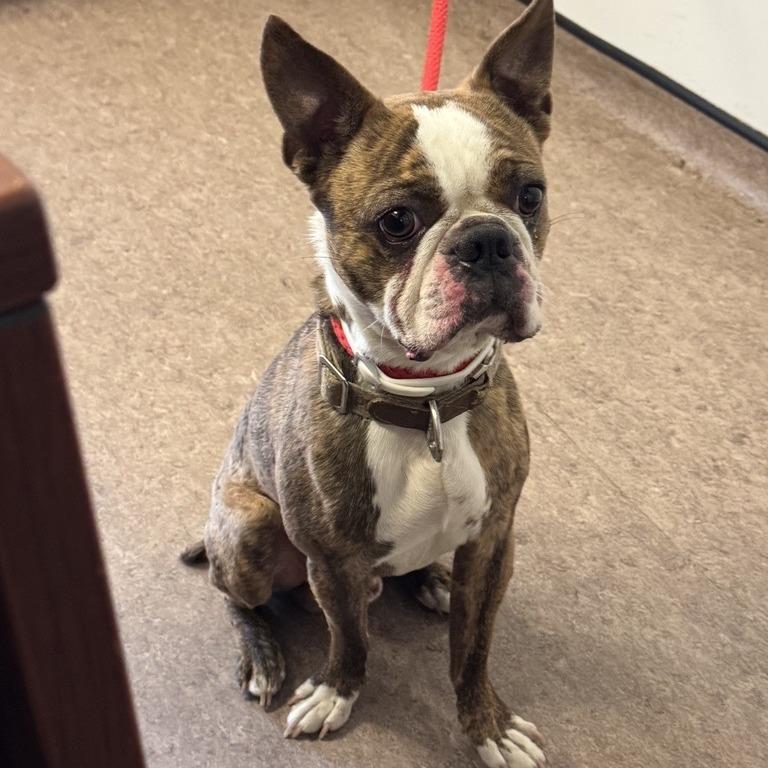 Enlarge Mr. Buttons, a Adoptable French Bulldog in Saint Louis, MO image 2/2