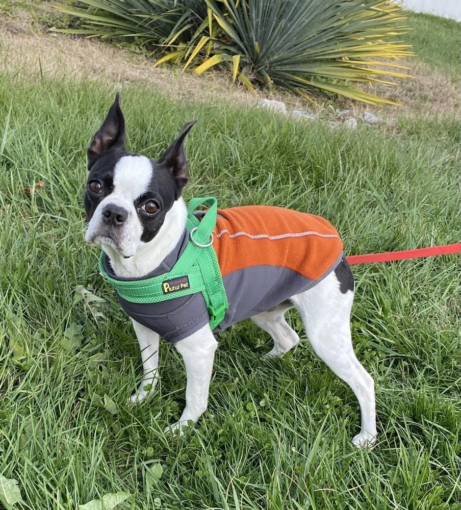 Trixie Mattel KY 4804, a Adoptable Boston Terrier in Maryville, TN image 1/4