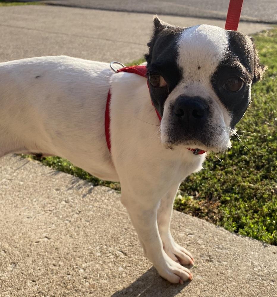 Trixie Mattel KY 4804, a Adoptable Boston Terrier in Maryville, TN image 2/4