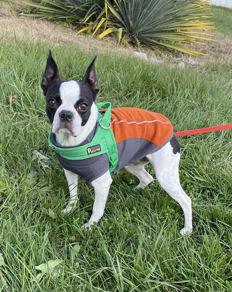 Trixie Mattel KY 4804, a Adoptable Boston Terrier in Maryville, TN image 3/4