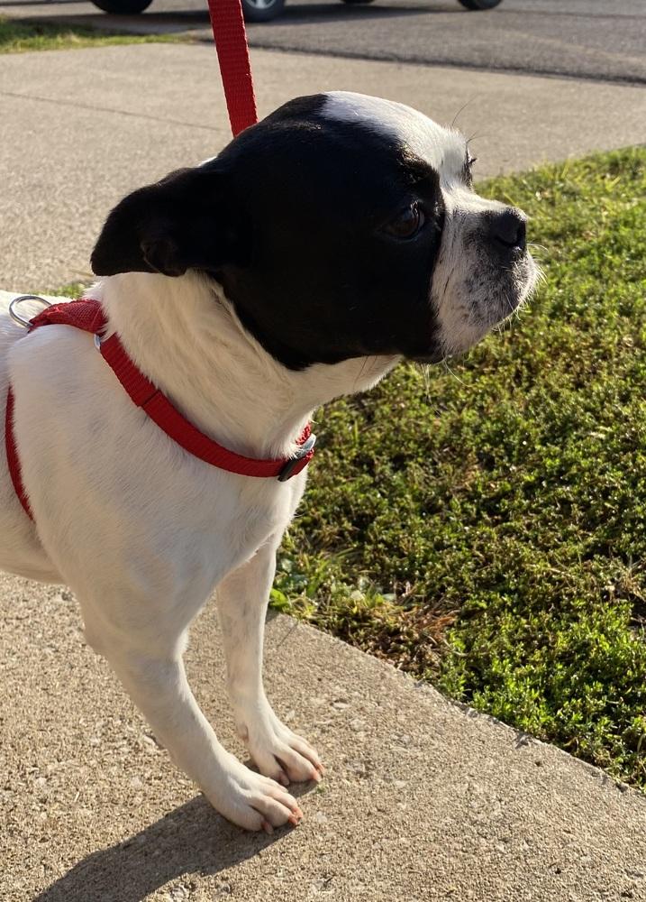 Trixie Mattel KY 4804, a Adoptable Boston Terrier in Maryville, TN image 4/4