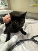 Quinn, ADOPTABLE, Young Female Domestic Short Hair.