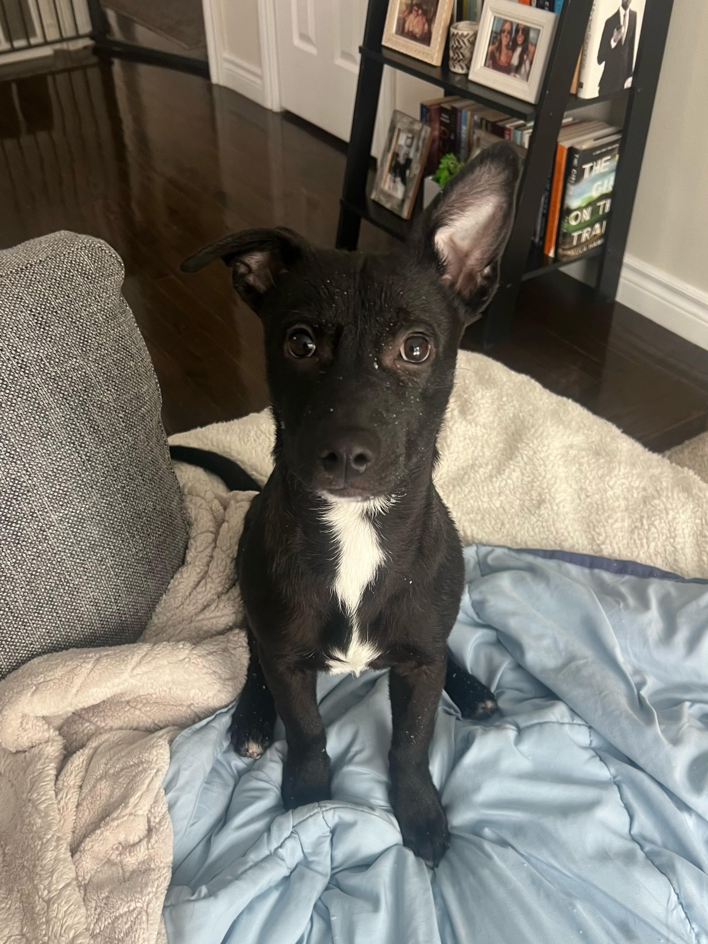 Chris- a snuggle puppy, ADOPTABLE, Puppy Male Whippet & Munsterlander.