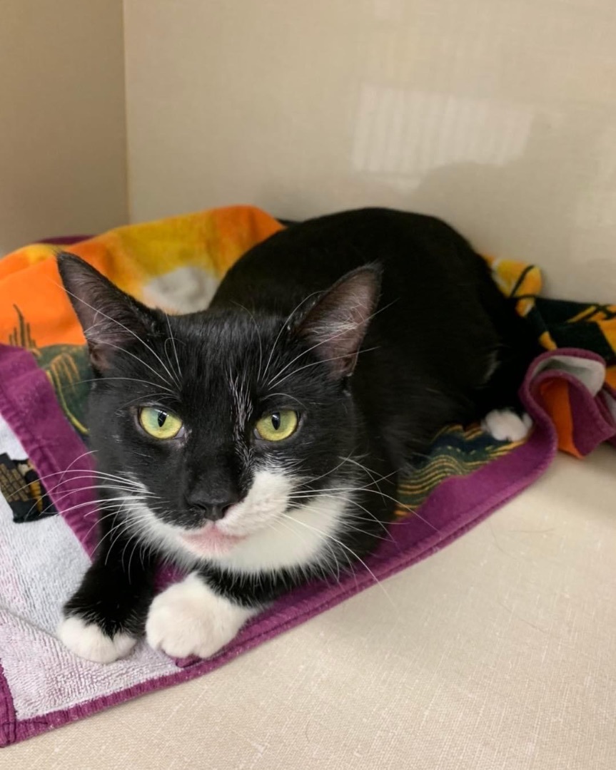 Fia, a Adopted Tuxedo in Zephyr, ON image 1/12