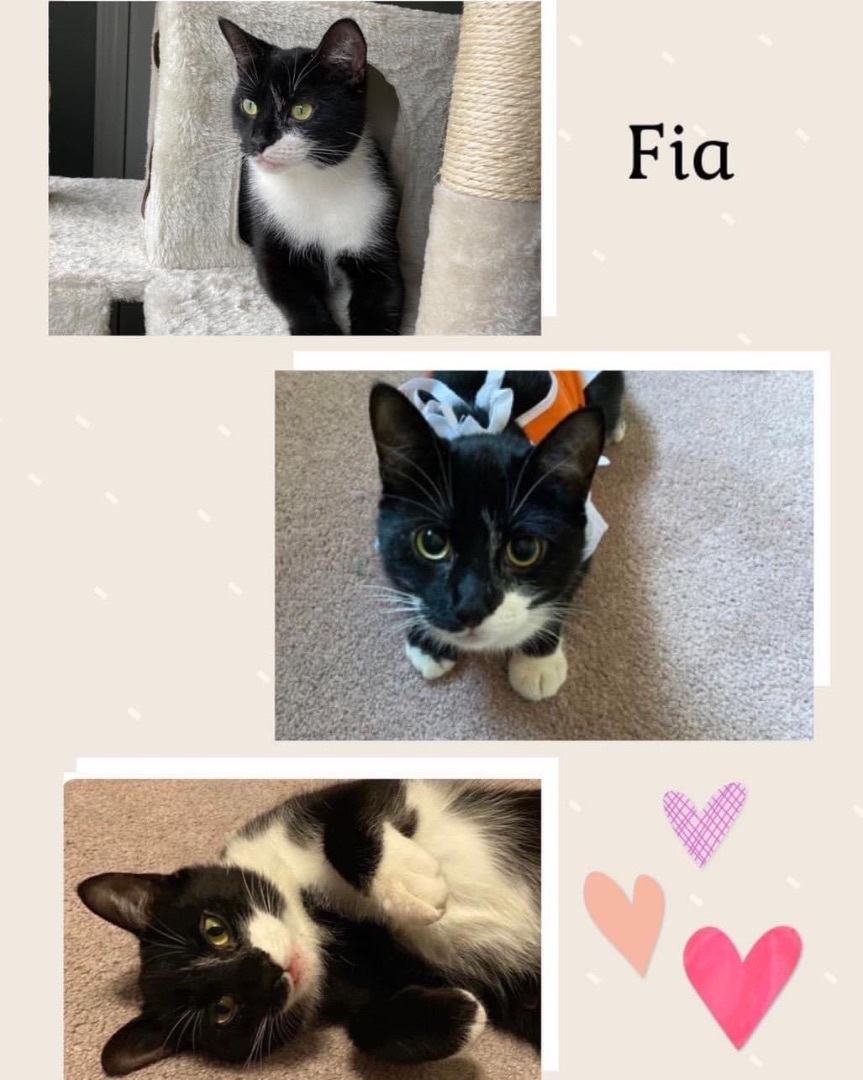 Fia, a Adopted Tuxedo in Zephyr, ON image 2/12