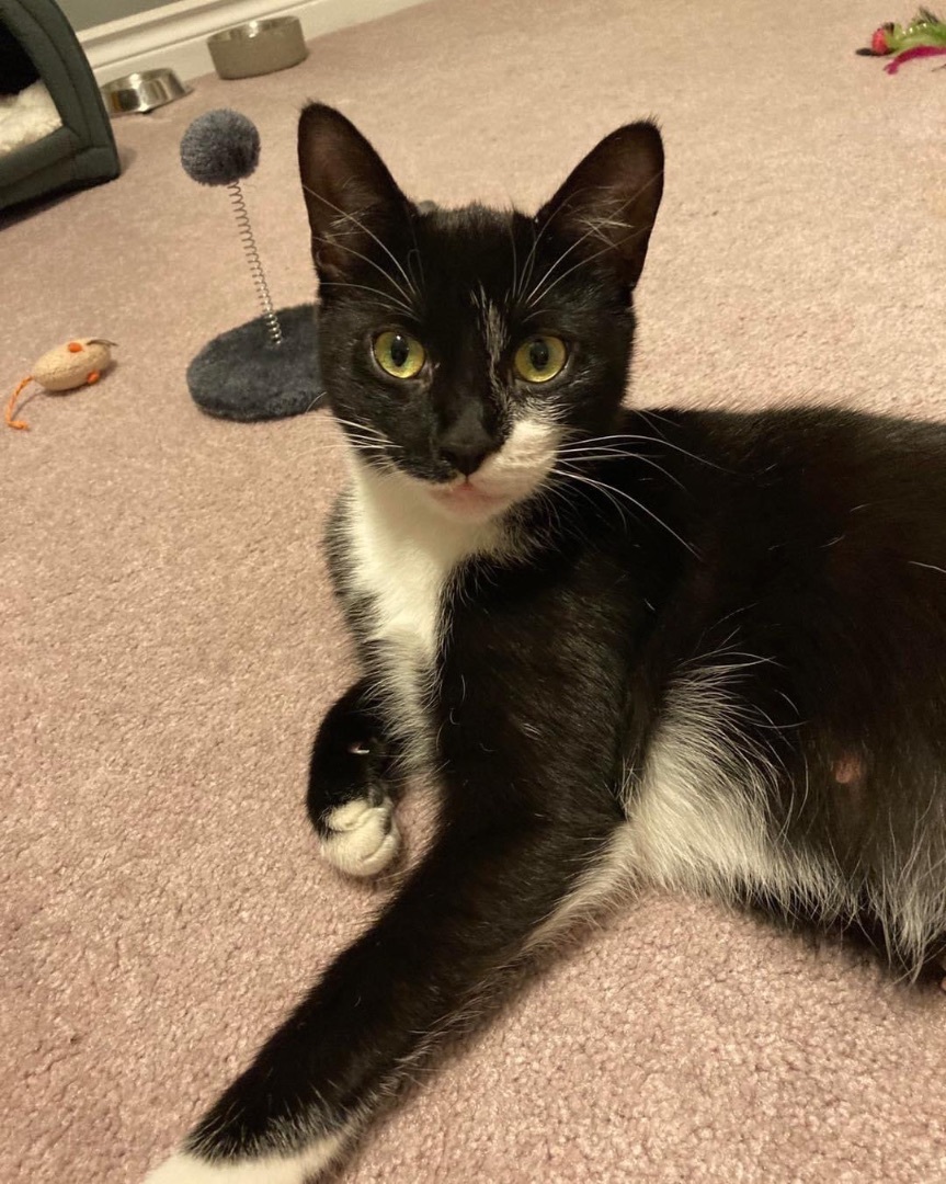 Fia, a Adopted Tuxedo in Zephyr, ON image 3/12