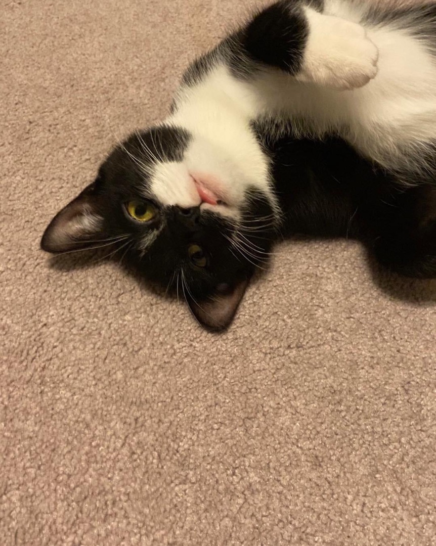 Fia, a Adopted Tuxedo in Zephyr, ON image 4/12