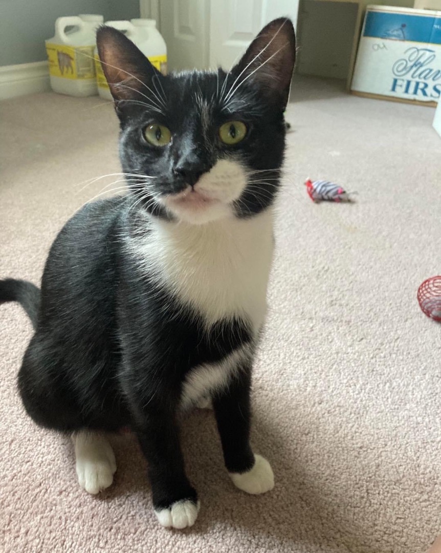 Fia, a Adopted Tuxedo in Zephyr, ON image 5/12