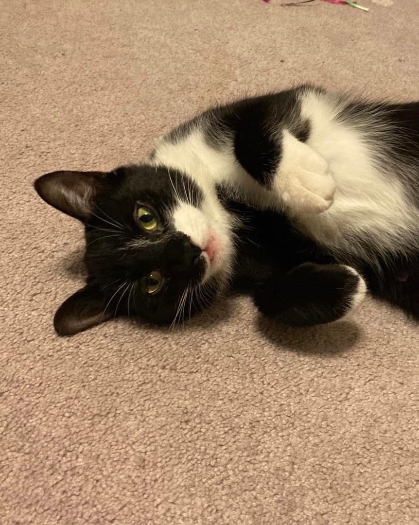 Fia, a Adopted Tuxedo in Zephyr, ON image 6/12