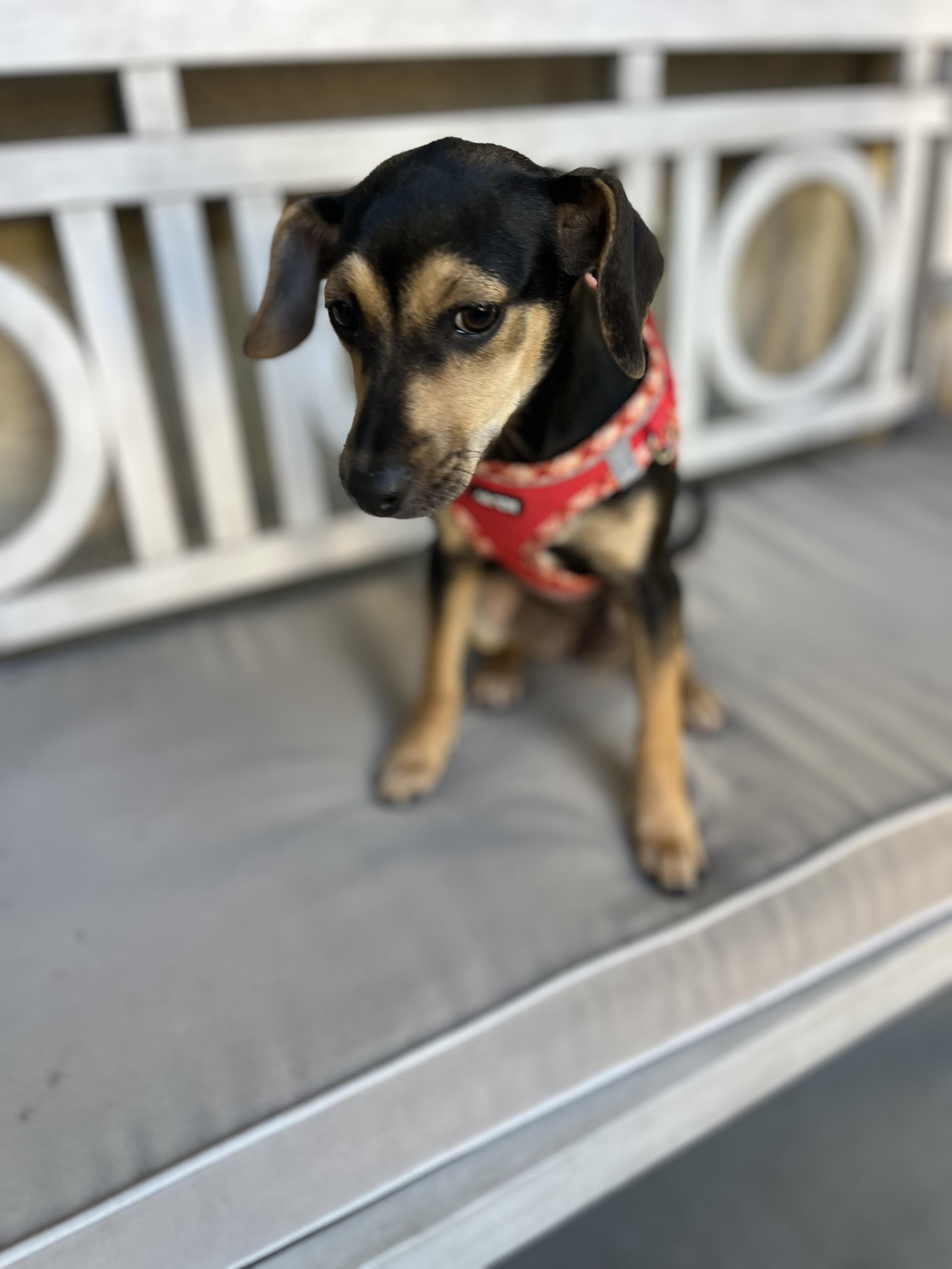 Enlarge Skylar, a ADOPTABLE mixed breed in Poway, CA image 3/3