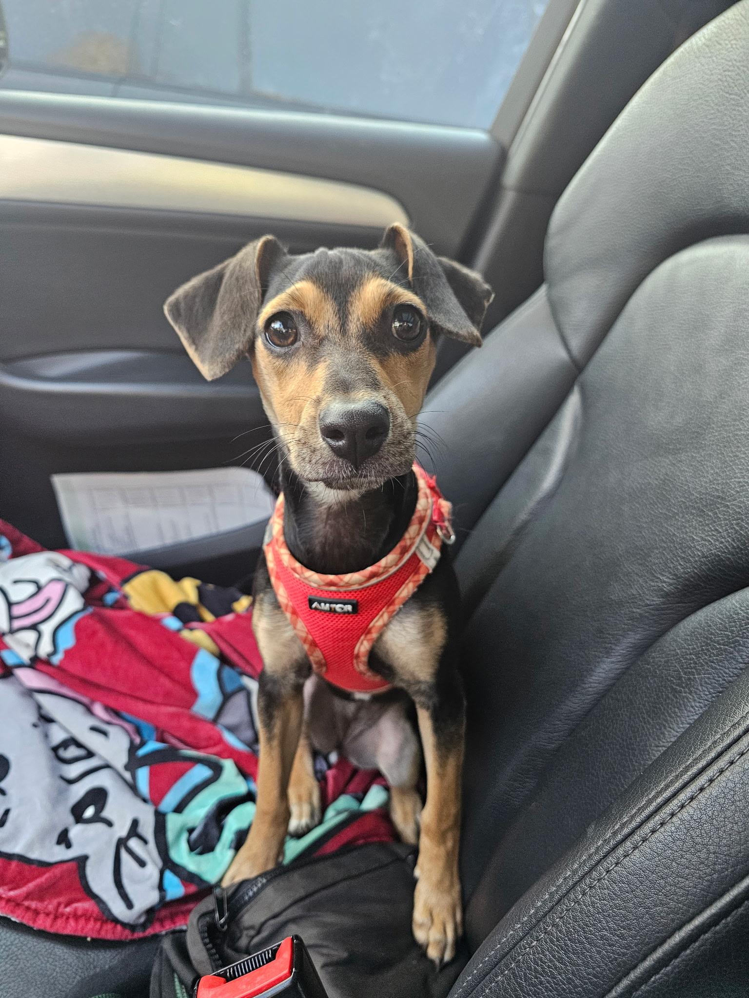 Skylar, ADOPTABLE, Puppy Female Miniature Pinscher & Terrier.