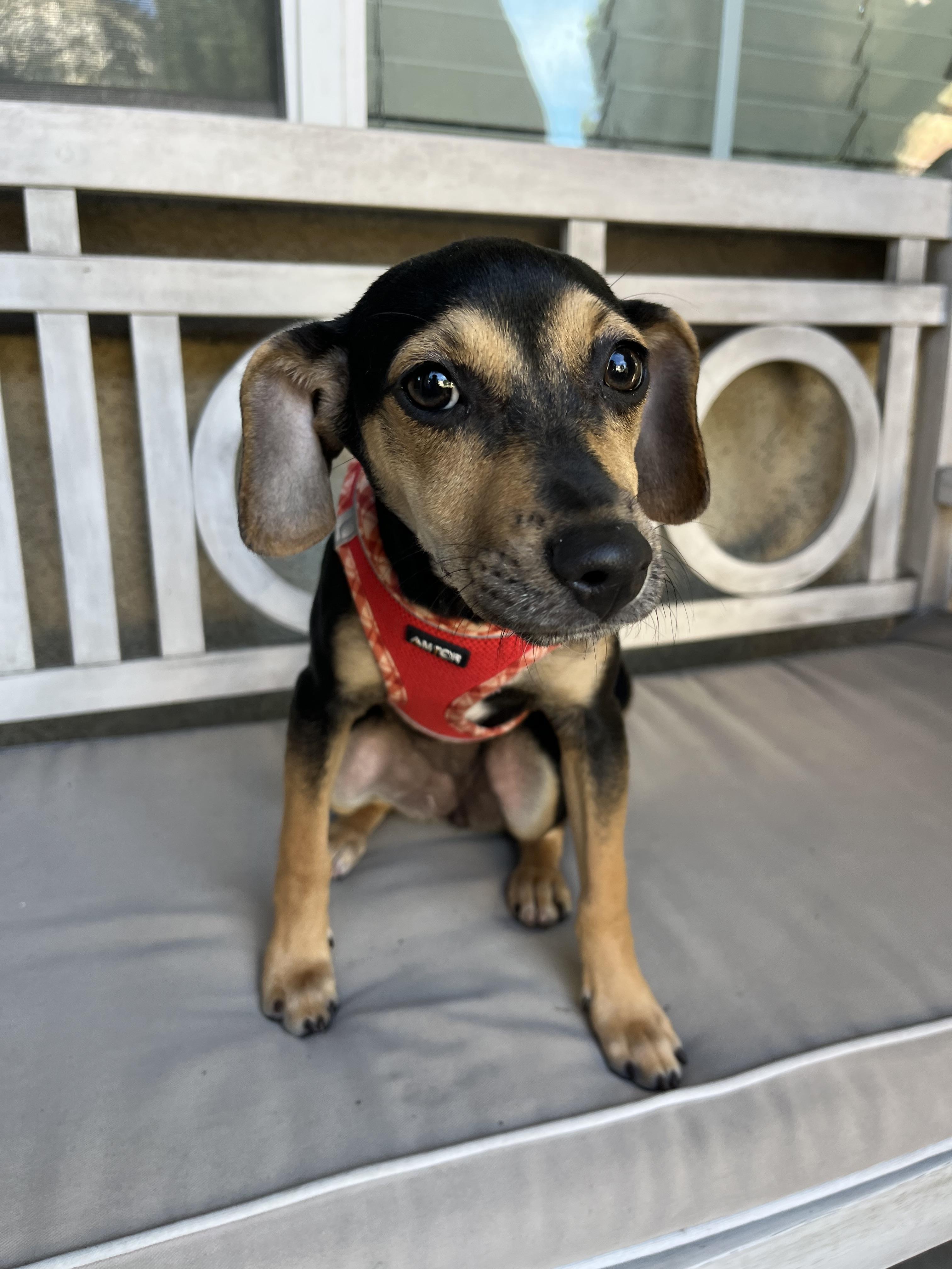 Skylar, ADOPTABLE, Puppy Female Miniature Pinscher & Terrier.
