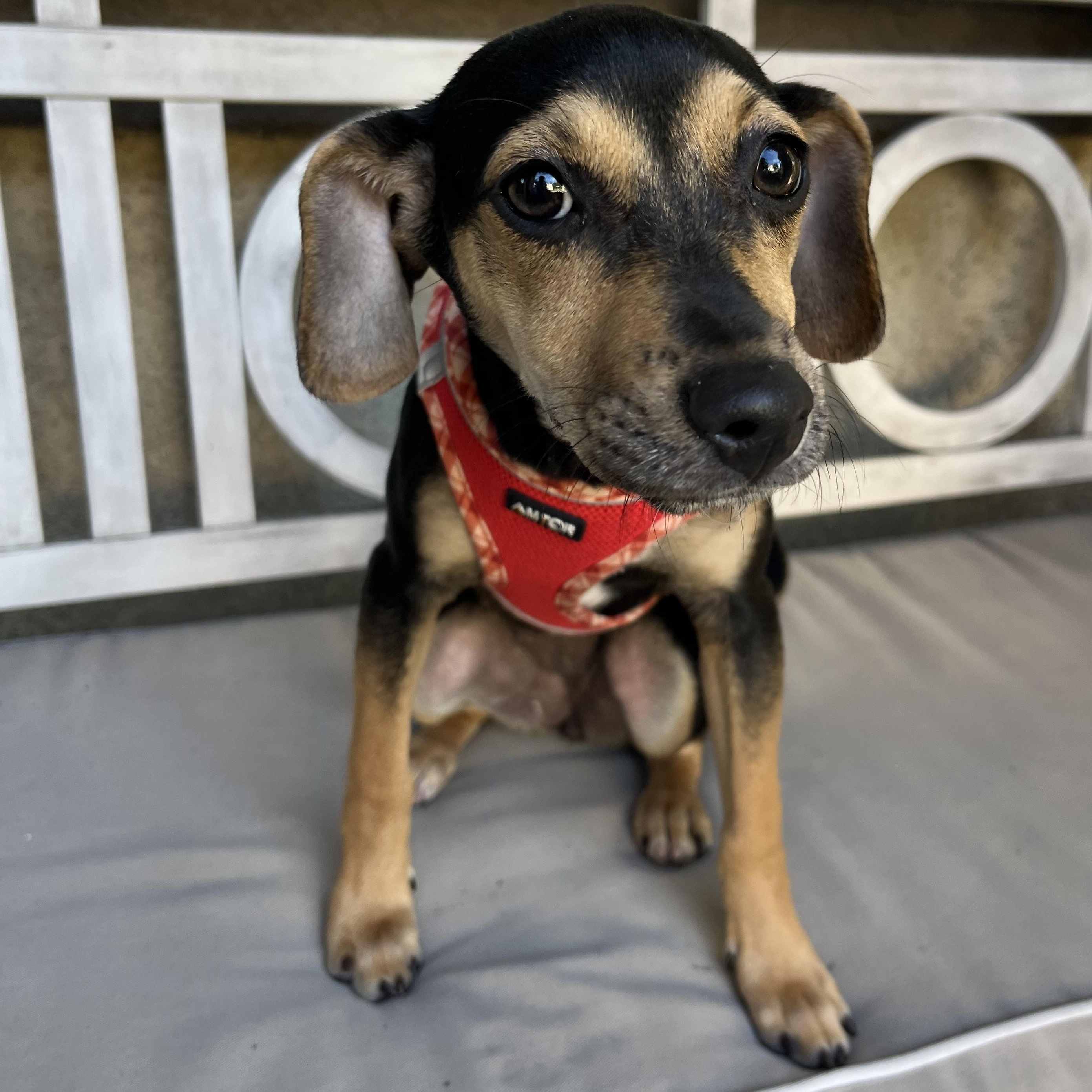 Enlarge Skylar, a ADOPTABLE mixed breed in Poway, CA image 1/3