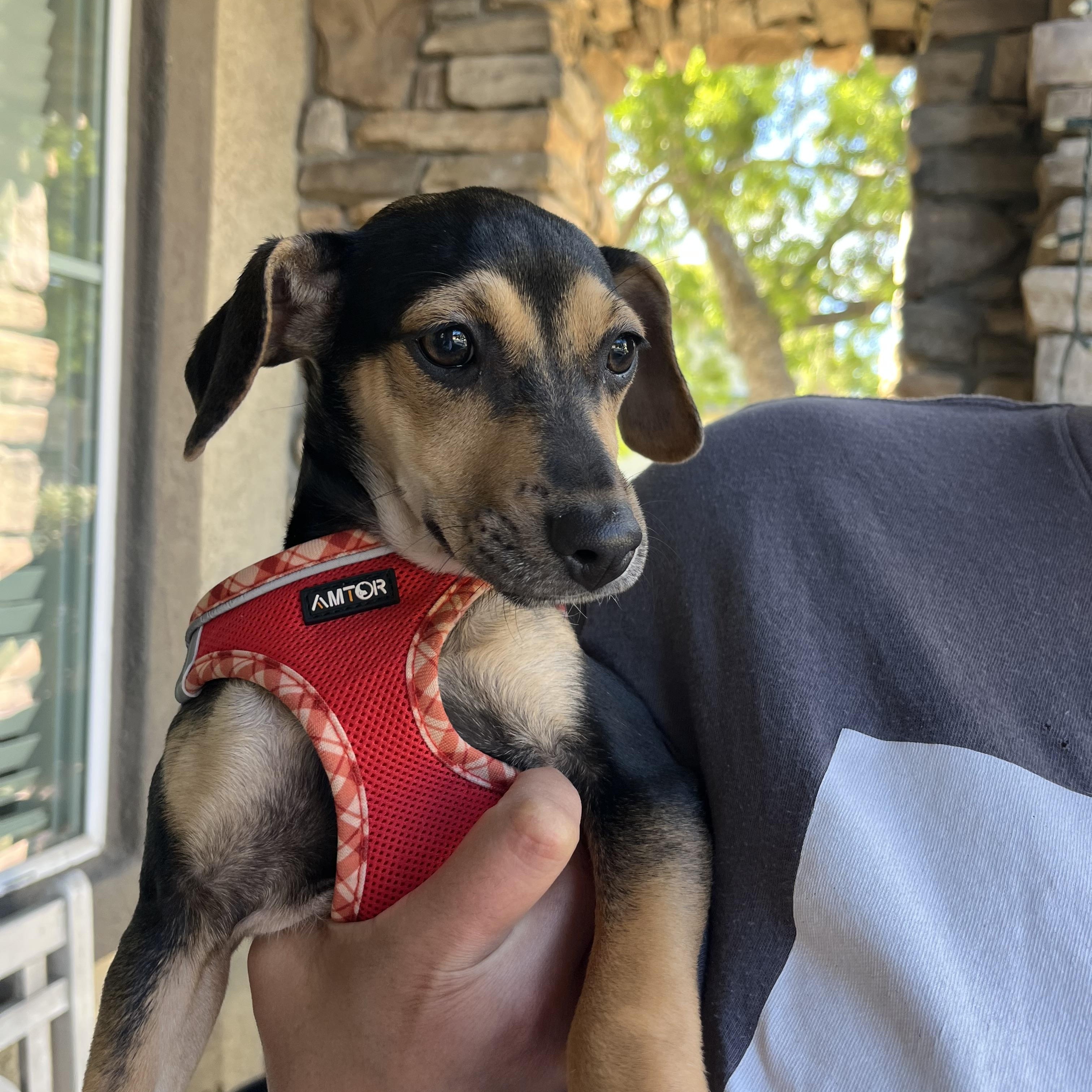 Enlarge Skylar, a ADOPTABLE mixed breed in Poway, CA image 2/3