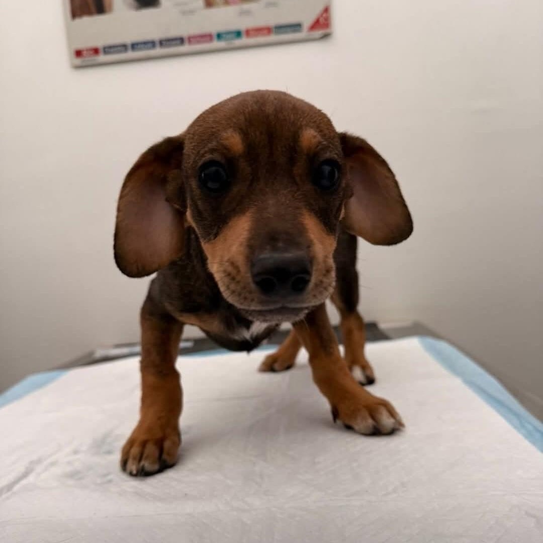 Skylar, ADOPTABLE, Puppy Female Terrier.