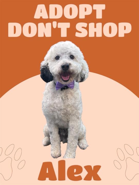 Alex, Adoptable, Adult Male Bernedoodle.