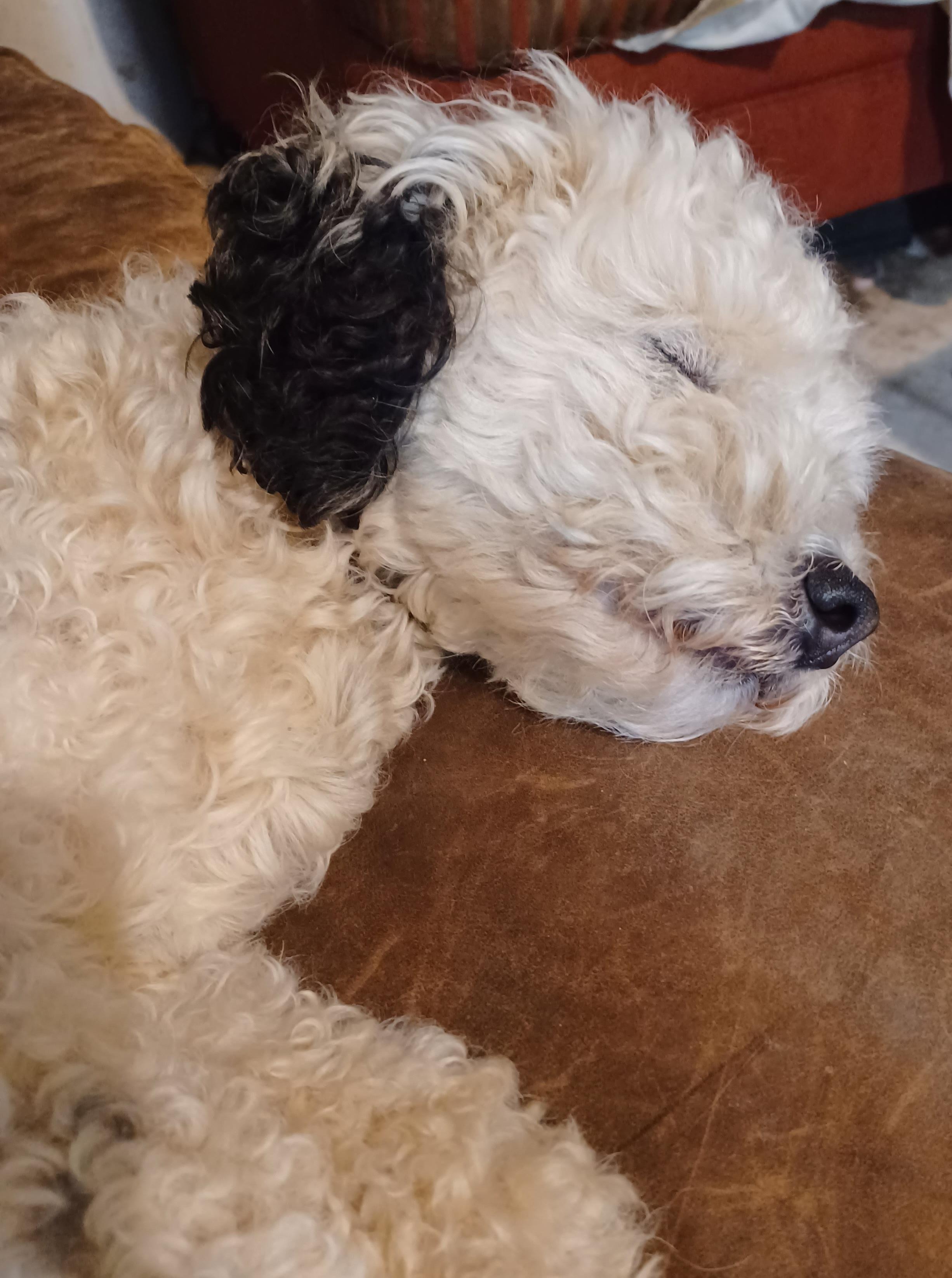 Enlarge Alex, a Adoptable mixed breed in Aurora, IN image 2/3