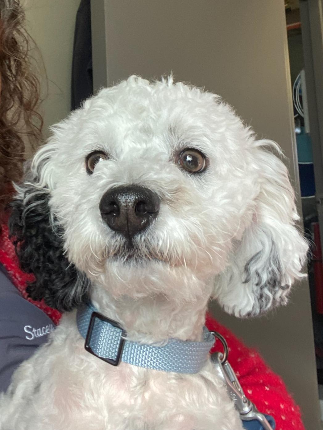 Enlarge Alex, a Adoptable mixed breed in Aurora, IN image 3/3