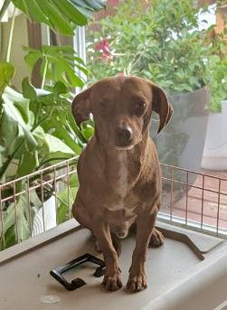 Edwin, a Adoptable Dachshund in Omaha, NE image 1/3