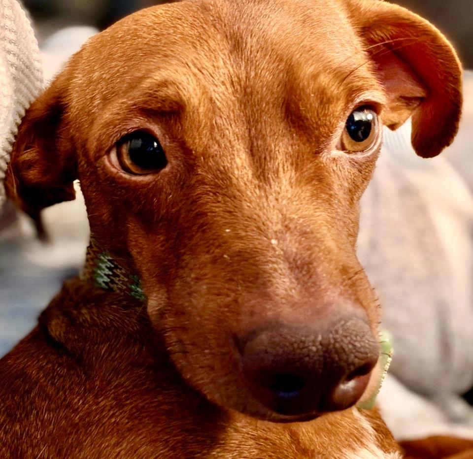 Edwin, a Adoptable Dachshund in Omaha, NE image 2/3