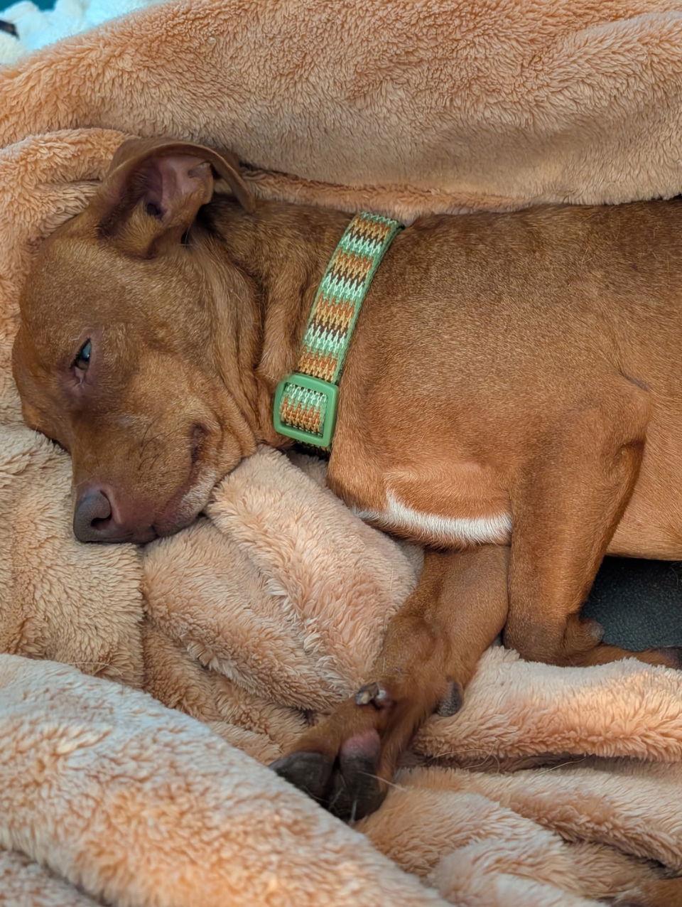 Edwin, a Adoptable Dachshund in Omaha, NE image 3/3