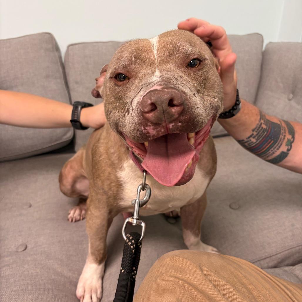 Enlarge Sir. Rufus, a Adoptable Mixed Breed in Summerville, SC image 1/5
