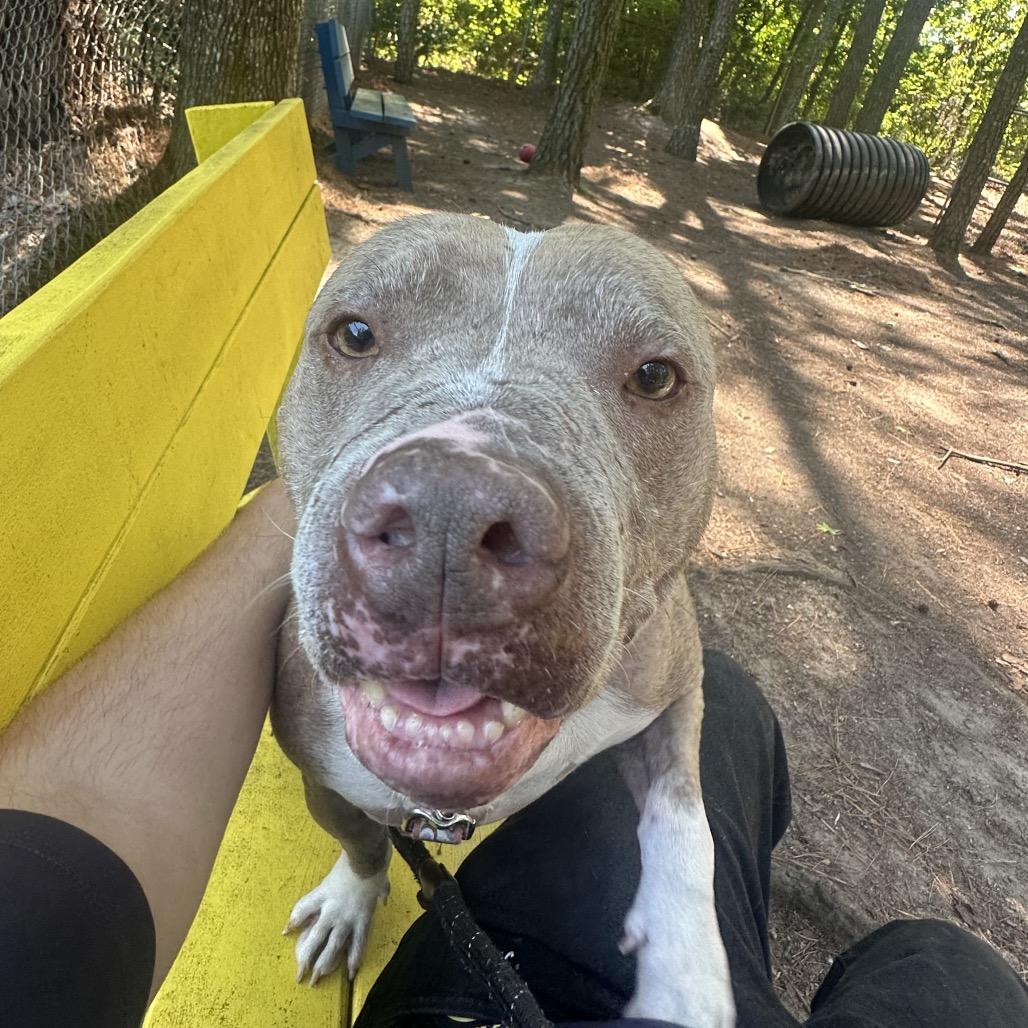 Enlarge Sir. Rufus, a Adoptable Mixed Breed in Summerville, SC image 2/5