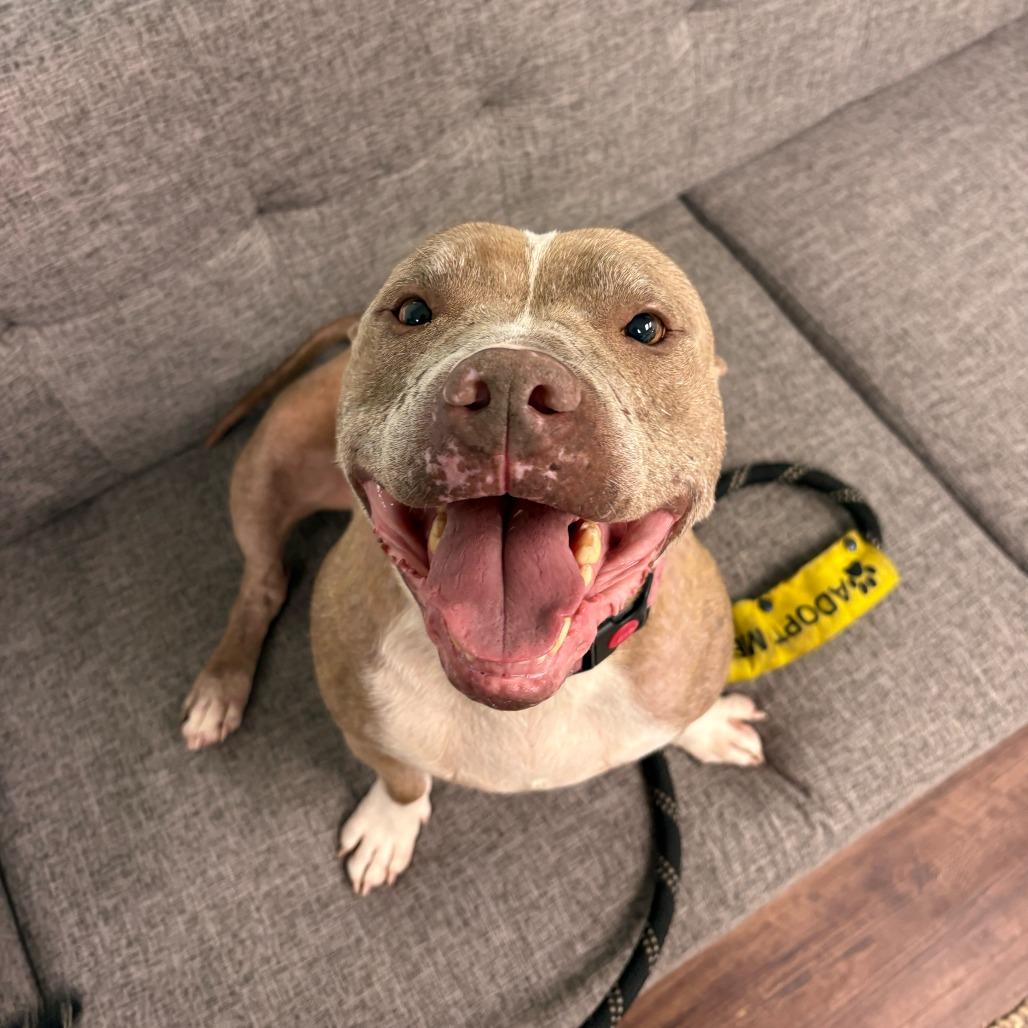 Enlarge Sir. Rufus, a Adoptable Mixed Breed in Summerville, SC image 3/5