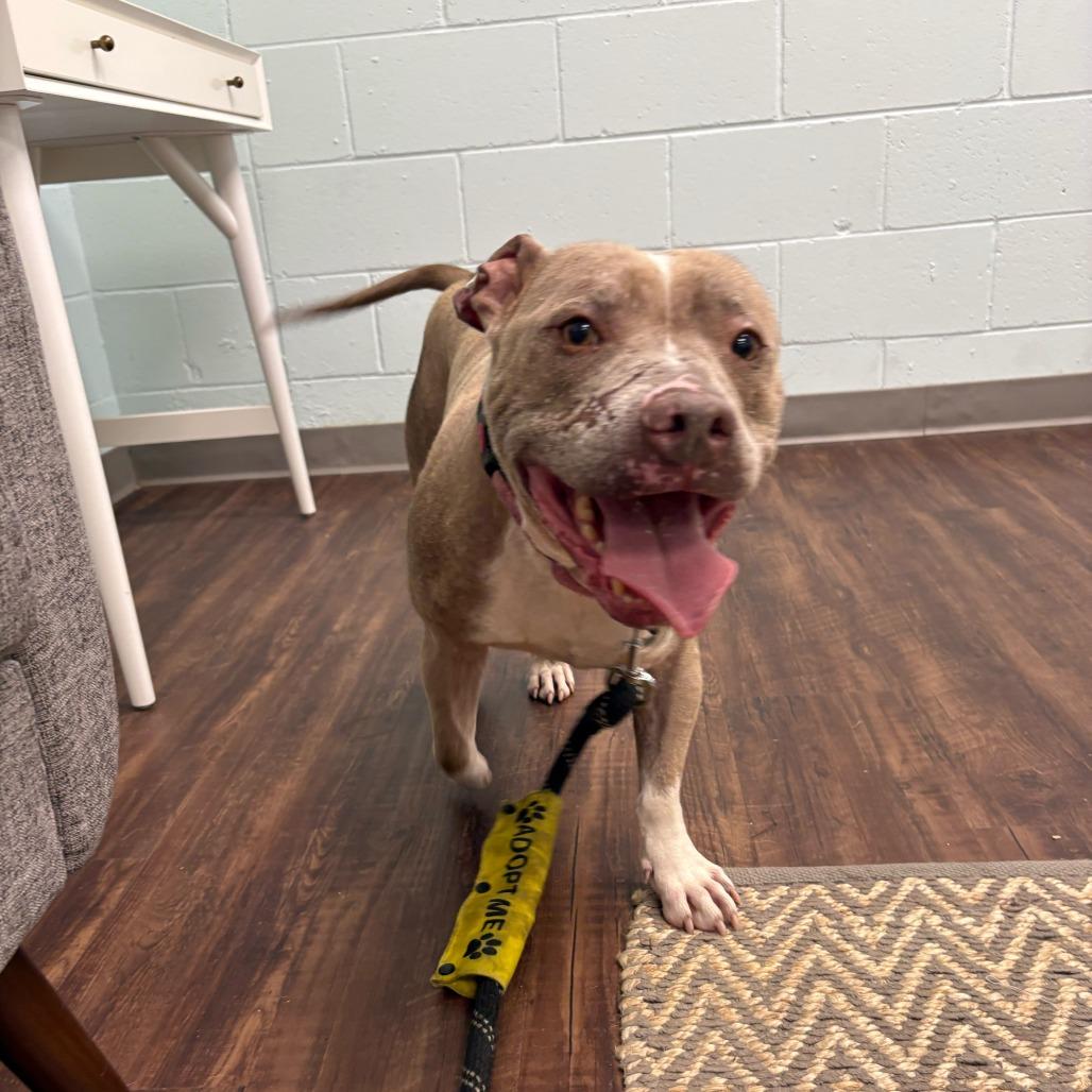 Enlarge Sir. Rufus, a Adoptable Mixed Breed in Summerville, SC image 4/5