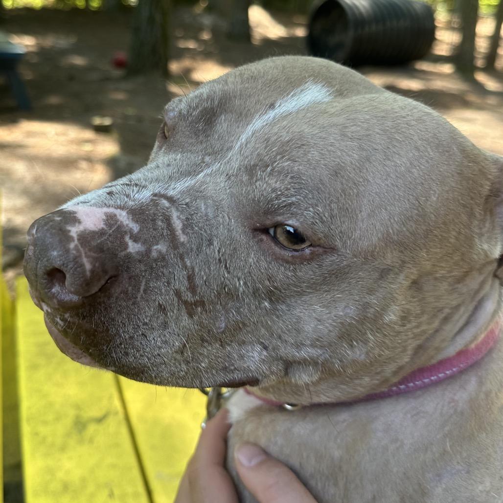 Enlarge Sir. Rufus, a Adoptable Mixed Breed in Summerville, SC image 5/5