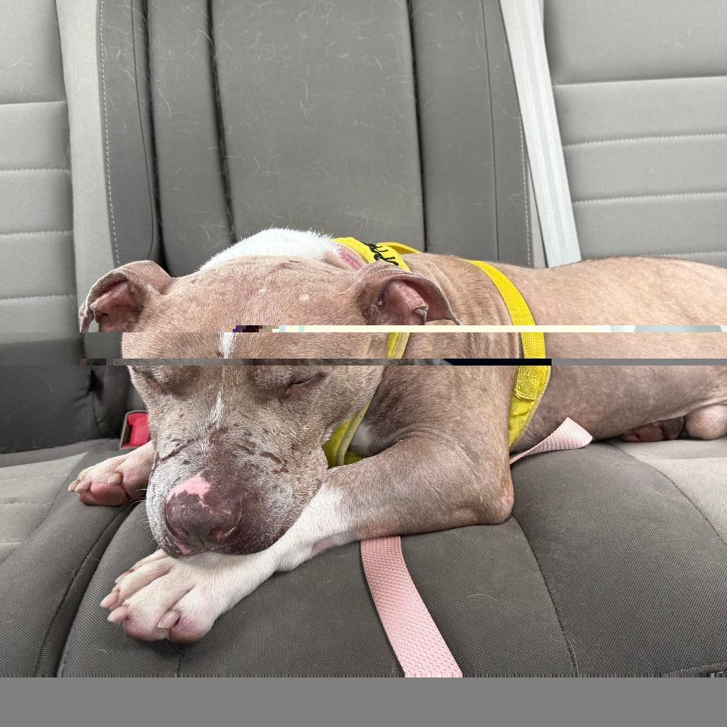 Enlarge Sir Rufus, a Adoptable Mixed Breed in Summerville, SC image 6/6