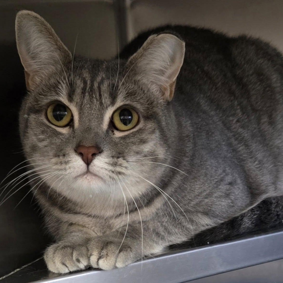 Lucky, Adoptable, Adult Female Tabby.