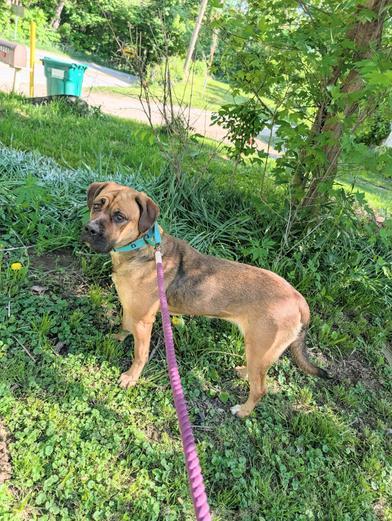 Margot (Foster Needed)