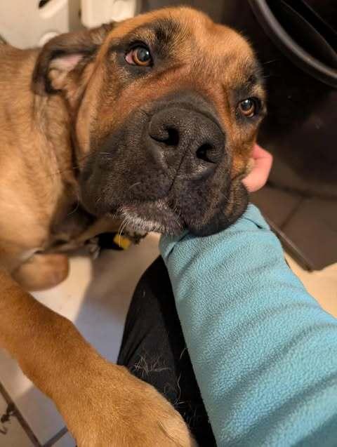 Margot (Foster Needed)