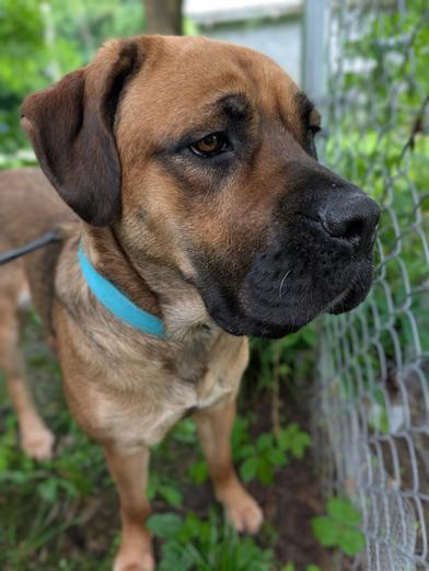 Margot (Foster Needed)