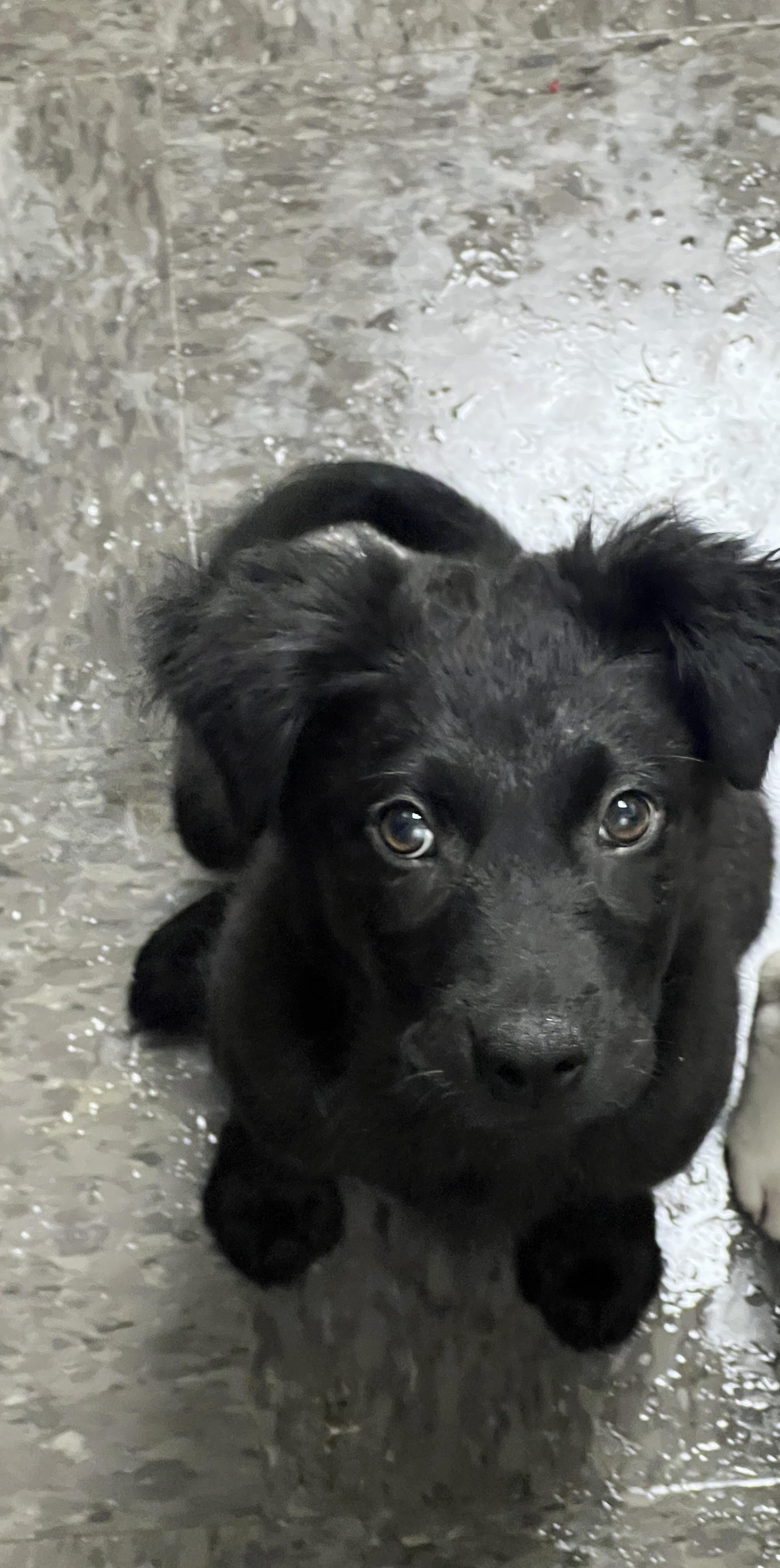 Saul, adopted, Young Male Mixed Breed.