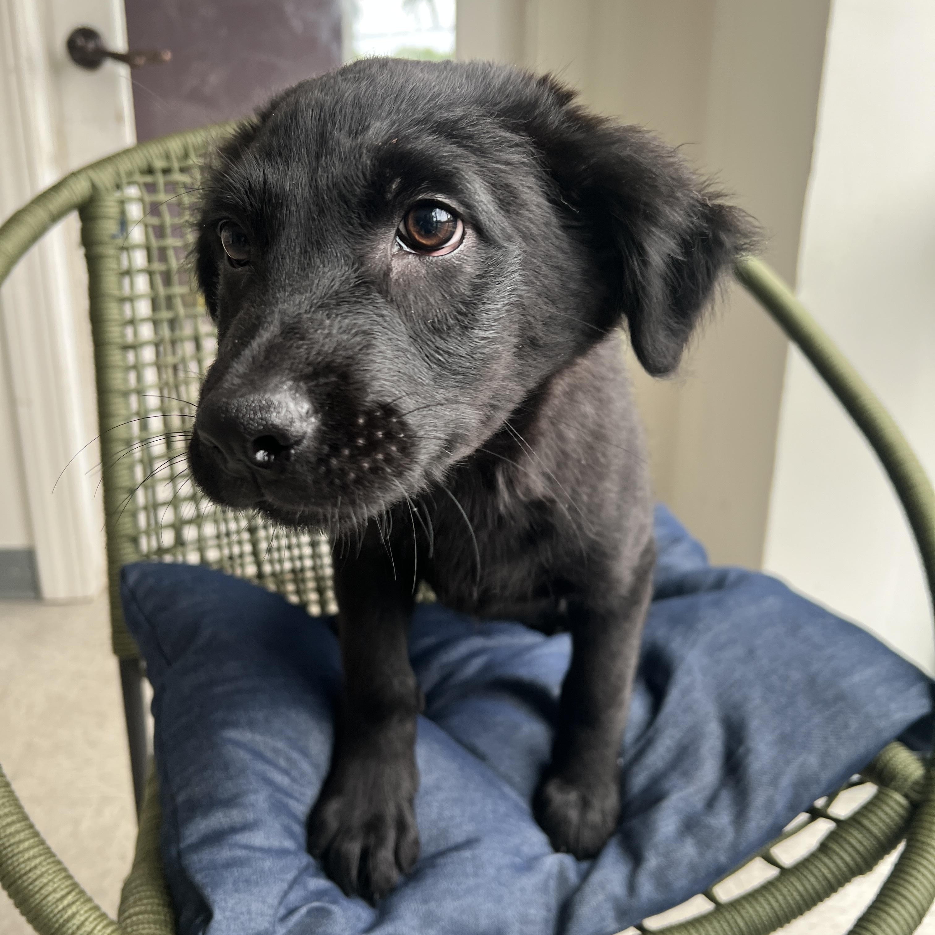 Saul, an adopted Mixed Breed in Homewood, IL image 2/2