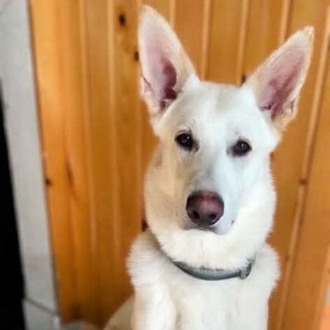 Kimber, Adoptable, Adult Male German Shepherd Dog.