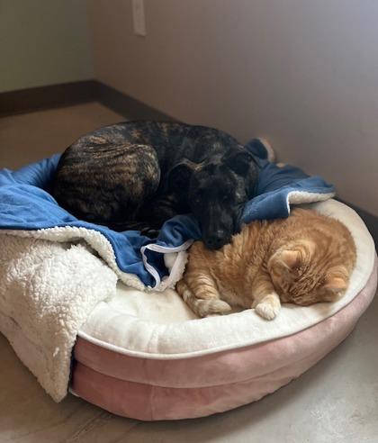 Dot, Adoptable, Puppy Female Mixed Breed & Mixed Breed.