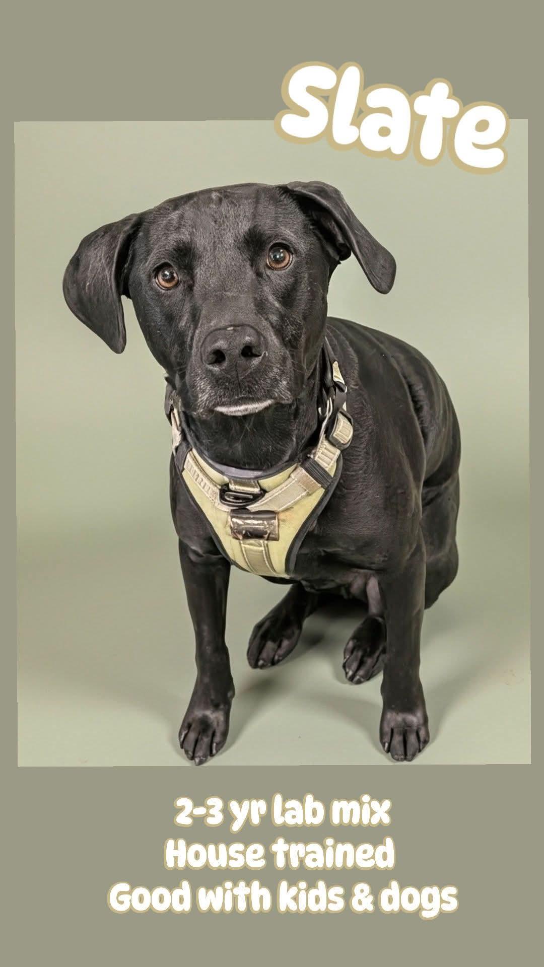 Slate, ADOPTABLE, Adult Male Labrador Retriever.