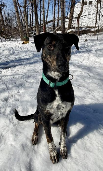 Lance, a ADOPTABLE mixed breed in Potsdam, NY image 3/4
