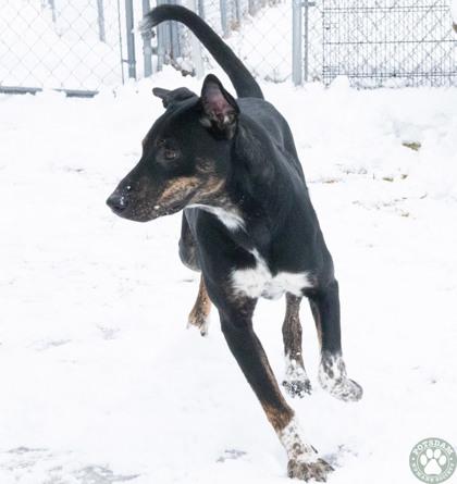 Lance, a ADOPTABLE mixed breed in Potsdam, NY image 2/4